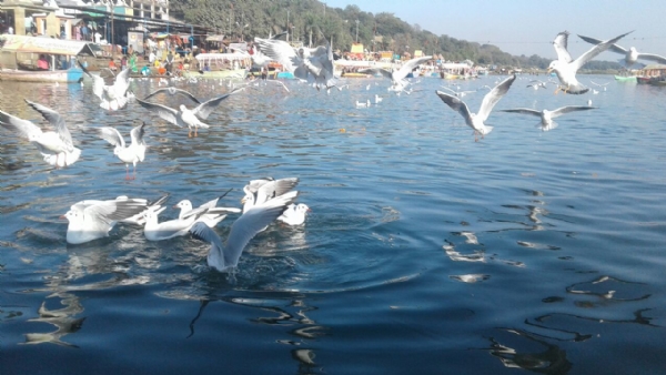 Siberian Birds Jabalpur Gwarighat