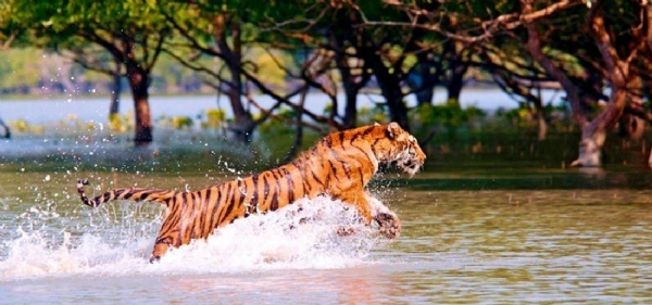 sunderbans_1  H