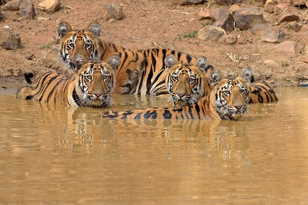Tiger_1  H x W: