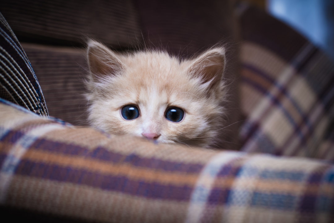 pet_1  H x W: 0