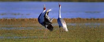 Keoladeo National Park -_